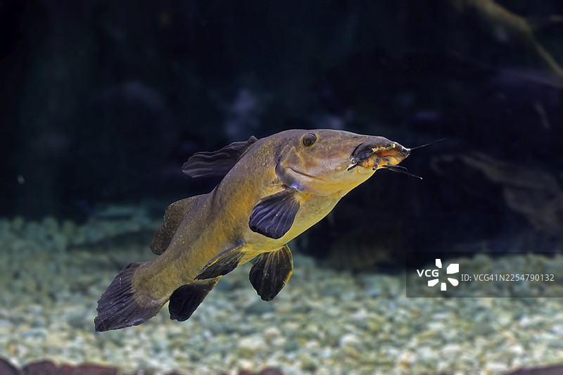 眼斑鲶鱼（Auchenoglanis occidentalis），成年个体，在水中游动，非洲，圈养，新加坡图片素材