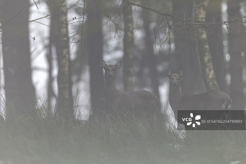 雾中的梅花鹿（Cervus nippon）及其幼崽，亚种为马鹿，德国图片素材