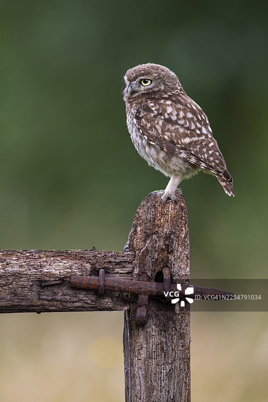 小鸱鸮（Athene noctua），位于下萨克森州菲希塔图片素材