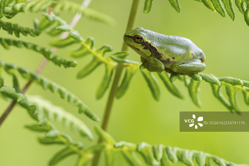 欧洲树蛙 (Hyla arborea)，荷兰赞德福特图片素材