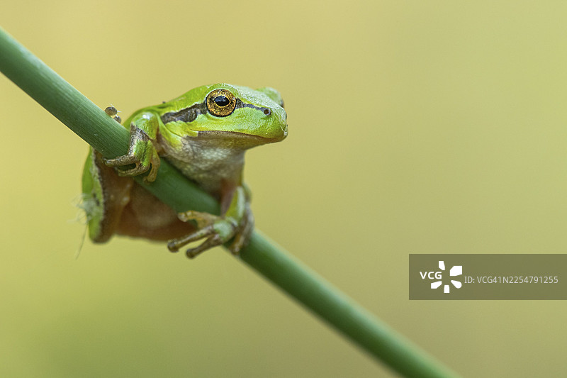 欧洲树蛙（Hyla arborea），荷兰赞德沃特图片素材