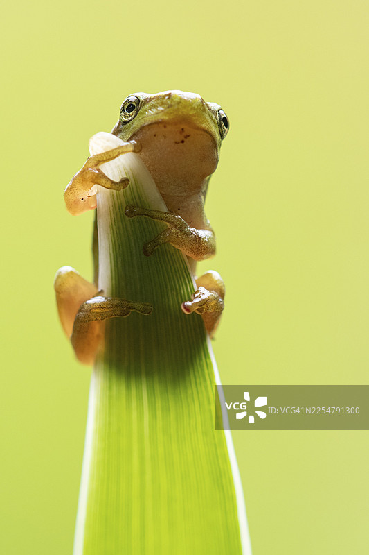欧洲树蛙 (Hyla arborea)，荷兰赞德福特图片素材