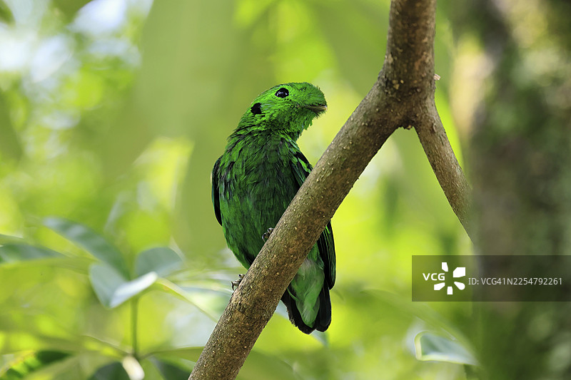 翡翠宽嘴鸟（Calyptomena viridis），成年雄鸟，栖息在树上，警惕，东南亚图片素材