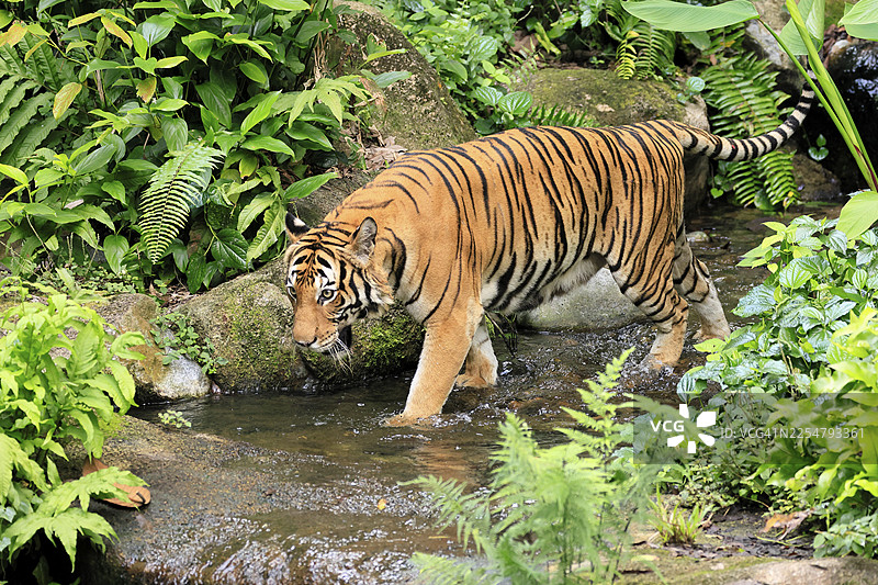 马来亚虎（Panthera tigris jacksoni），成年，在水中奔跑，溪流，警惕，马来西亚，东南亚图片素材