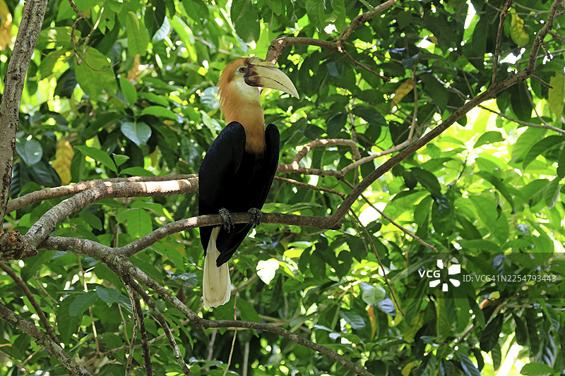 巴布亚犀鸟（Rhyticeros plicatus），成年雄鸟，在树上，警觉，东南亚图片素材