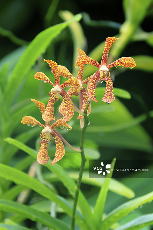 霍尔图玛拉哈里阿富汗兰花，盛开，绽放，新加坡，东南亚图片素材