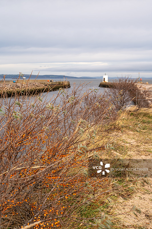 纳恩河上的沙棘图片素材