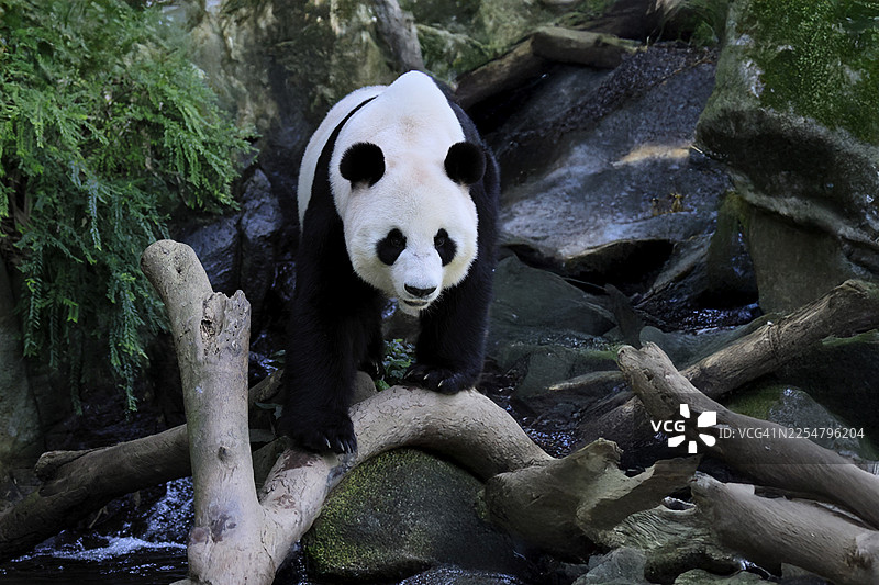 大熊猫(Ailuropoda melanoleuca),成年,奔跑,警觉,中国图片素材