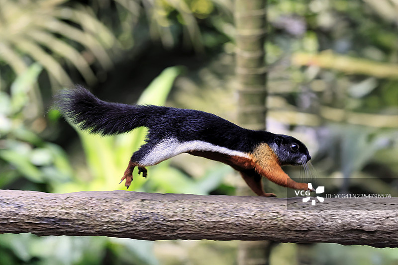 成年马来西亚花栗鼠（Callosciurus finlaysonii）在新加坡的树上觅食和跳跃，位于东南亚。图片素材