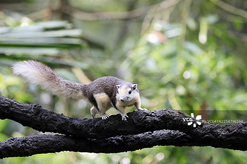 马来西亚红松鼠（Callosciurus finlaysonii），成年，在树上觅食，新加坡，东南亚图片素材