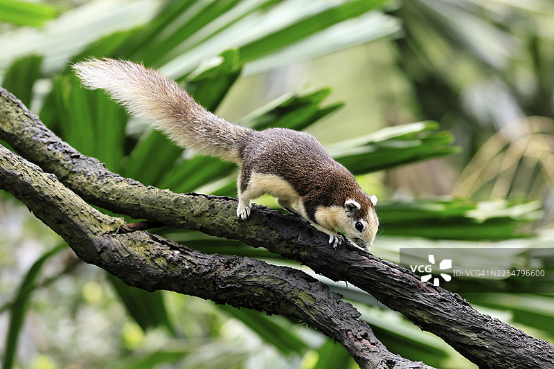 马来西亚花栗鼠(Callosciurus finlaysonii)成年个体,在树上觅食,新加坡,东南亚图片素材