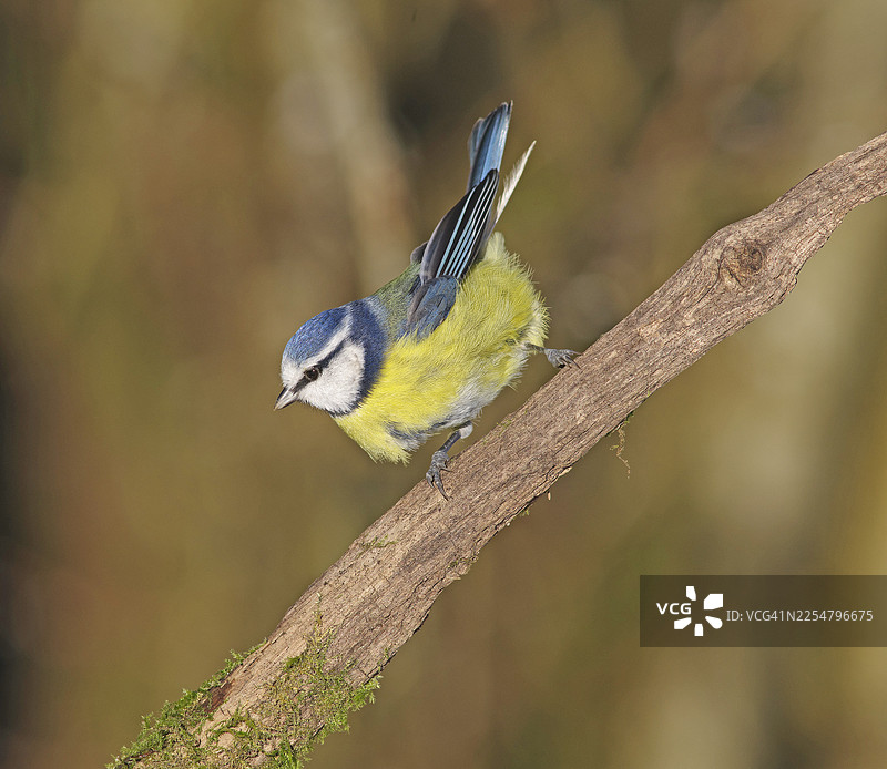 蓝冠山雀 [Cyanistes caeruleus]图片素材