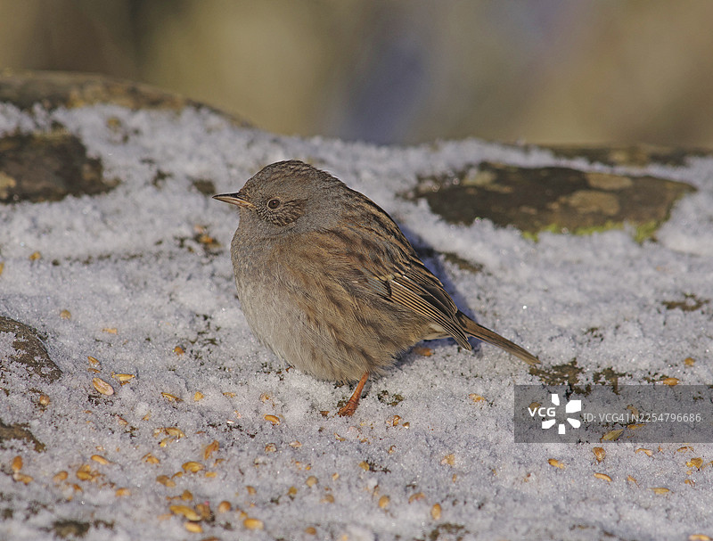 家麻雀 [Prunella modularis]图片素材