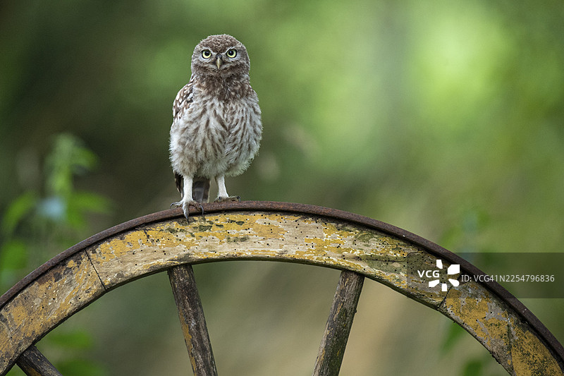 小鸱鸮 (Athene noctua)，德国下萨克森州菲希塔图片素材