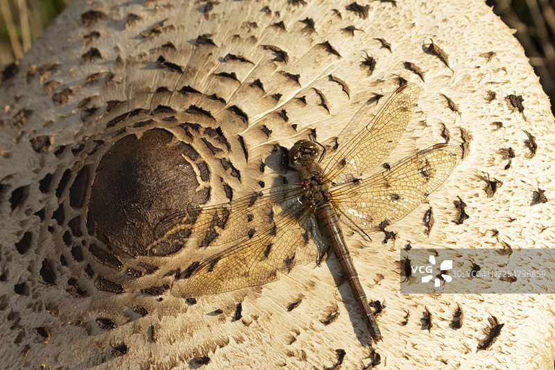 秋季，英格兰，英国，伞形科蘑菇上的普通红蜻蜓（Sympetrum striolatum）成虫图片素材