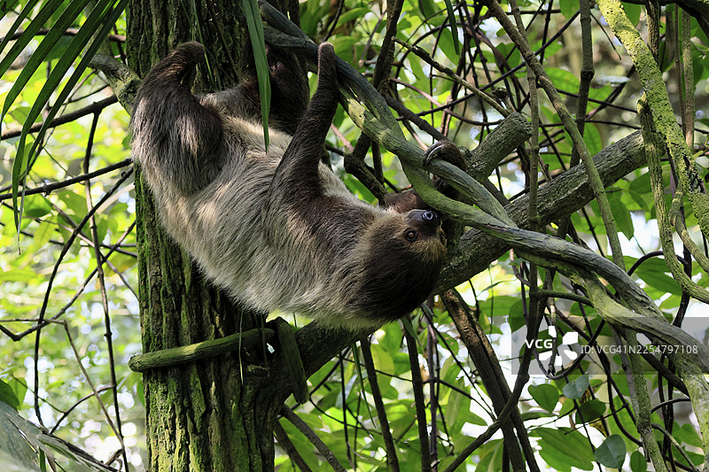 二趾树懒 (Choloepus didactylus)，又名美洲树懒，成体，在树上，攀爬，觅食，厄瓜多尔，南美洲图片素材