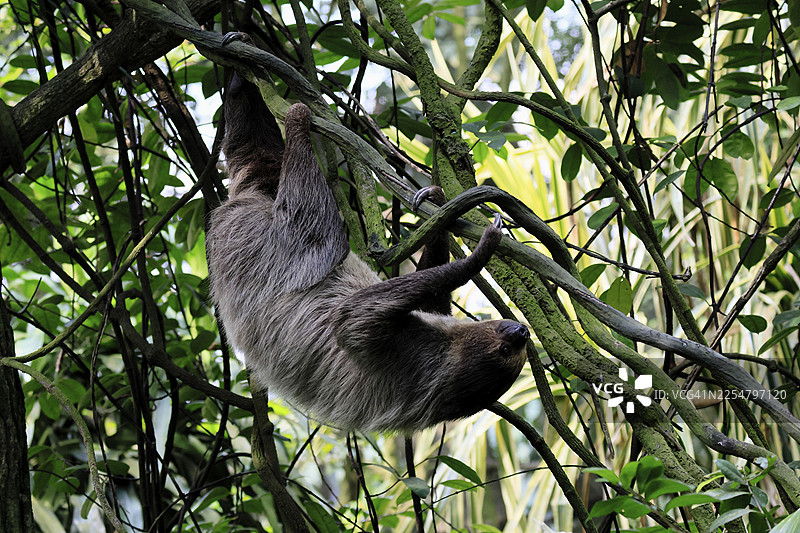林奈二趾树懒(Choloepus didactylus),又名独爪,成年个体,在树上,攀爬,觅食,厄瓜多尔,南美洲图片素材
