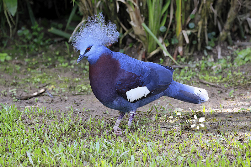 蓝冠冕鳩(Goura cristata),成鸟,在地面觅食,警惕,印度尼西亚,东南亚,新加坡图片素材