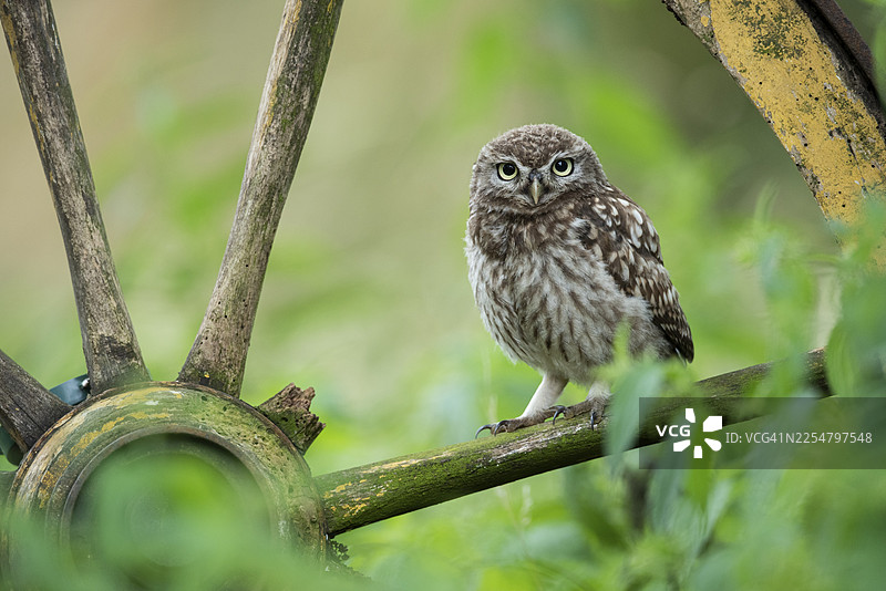 小鸱鸮（Athene noctua），位于下萨克森州菲希塔图片素材