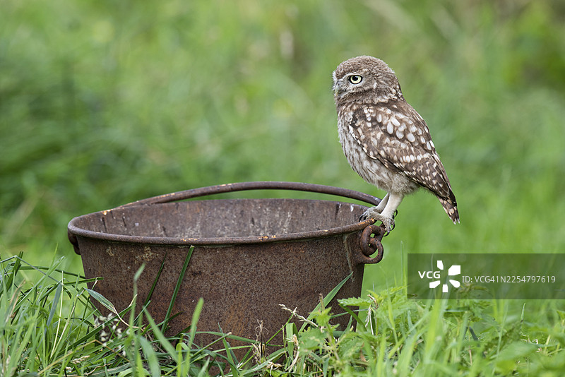 小鸱鸮 (Athene noctua)，德国下萨克森州费希塔图片素材