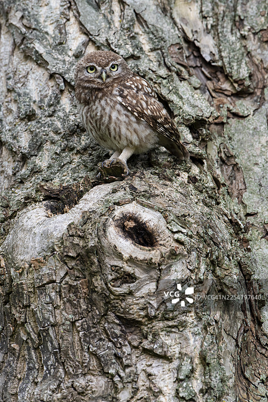 小鸱鸮 (Athene noctua)，德国下萨克森州菲希塔图片素材