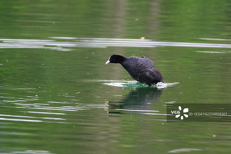 欧亚鸊鷉在春天漂浮在雷根斯堡附近的绿色湖水上图片素材