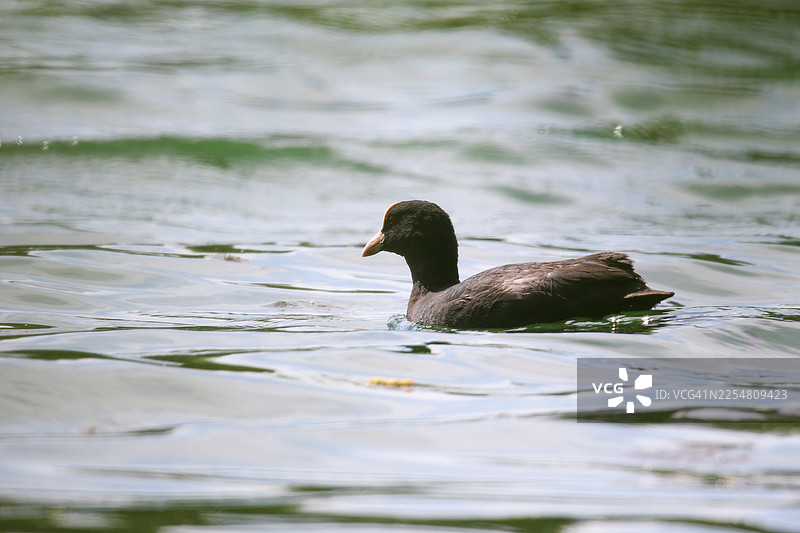 春天，欧亚鸊鷉在雷根斯堡附近的绿色湖水上漂浮图片素材