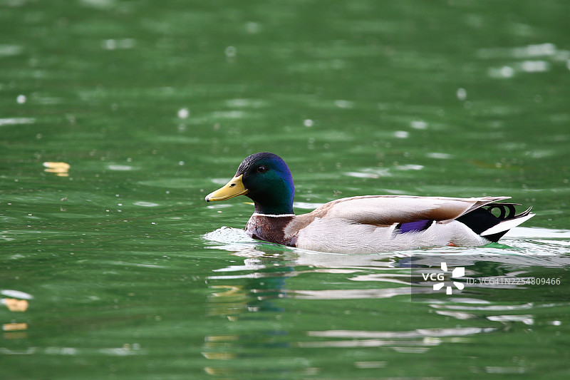 春季，一只绿头鸭漂浮在雷根斯堡附近的绿色湖面上图片素材