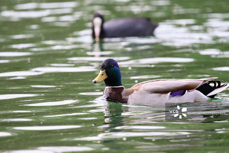 春天，野鸭漂浮在雷根斯堡附近的绿色湖水上图片素材