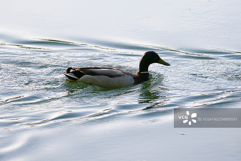 春天，绿色的湖水，雷根斯堡附近漂浮的野鸭图片素材