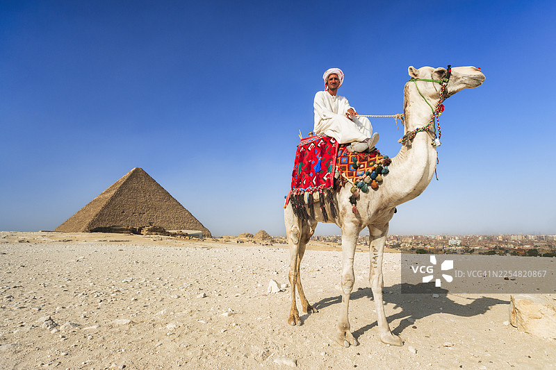 阳光下的骆驼和吉萨金字塔，埃及图片素材