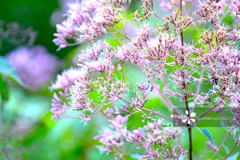 碎石根图片素材