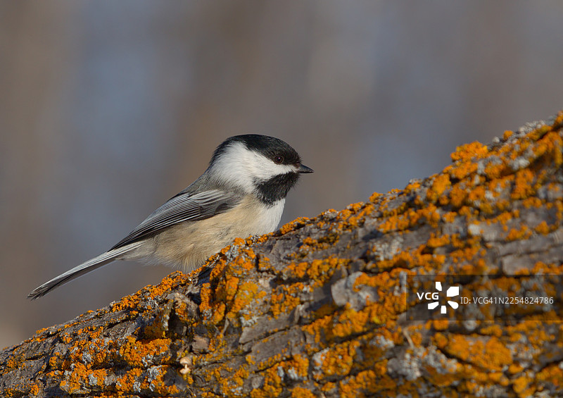 黑顶山雀侧面照图片素材
