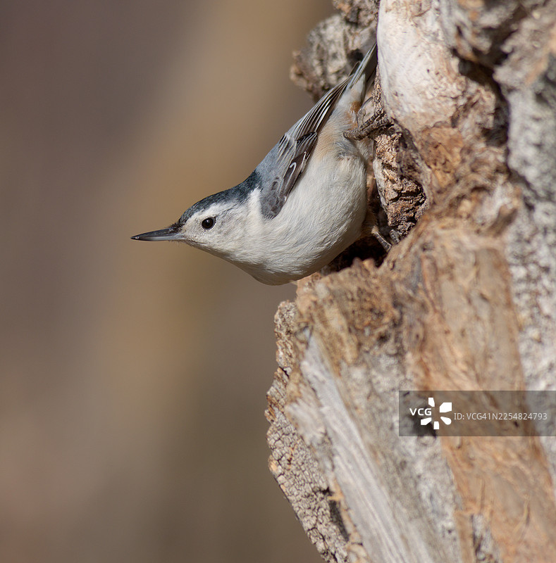 白胸䴓在树干上图片素材