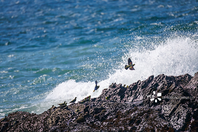 一群美丽的白腹绿鸠(Treron sieboldii)从山林飞入海浪,在神奈川县大矶町照崎海岸(Oiso Town, Kanagawa, Japan)的海水中摄取矿物质 - 2025图片素材
