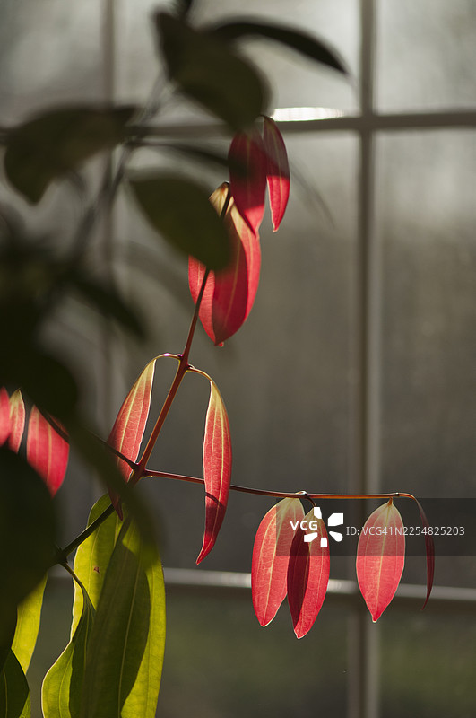 肉桂树上长有覆盖着红叶的嫩新枝，室内植物在飘窗旁生长。图片素材