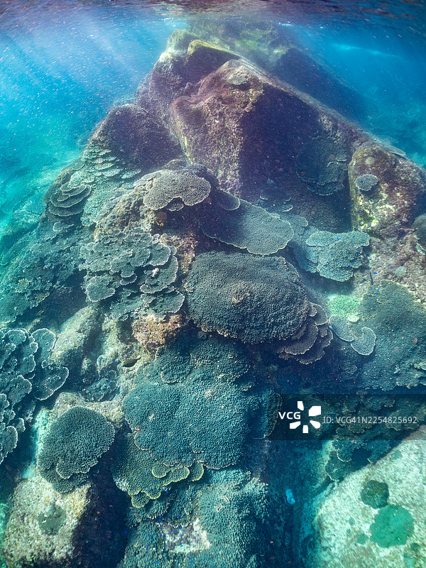 桌形珊瑚，鹿角珊瑚属，天堂海葵鱼，海葵鱼属，黄褐色隆头鱼，隆头鱼属，丘比特隆头鱼，隆头鱼属，斑纹彩虹鱼，隆头鱼属，和其他。图片素材