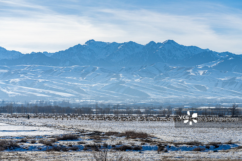 雪原上的落叶乔木和羊图片素材
