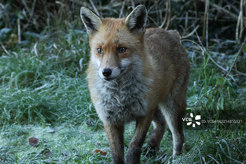 一只没有尾巴的野生赤狐（Vulpes vulpes）在寒冷霜冻的冬日早晨，在湖边觅食。图片素材