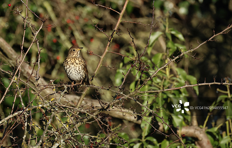 一只歌鸫（Turdus philomelos）栖息在树枝上。图片素材