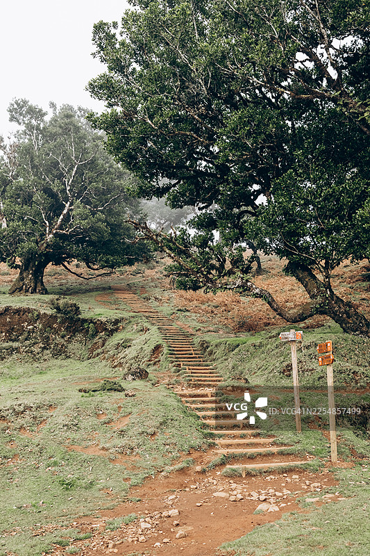 在葡萄牙马德拉岛美丽的法纳尔森林中漫步图片素材