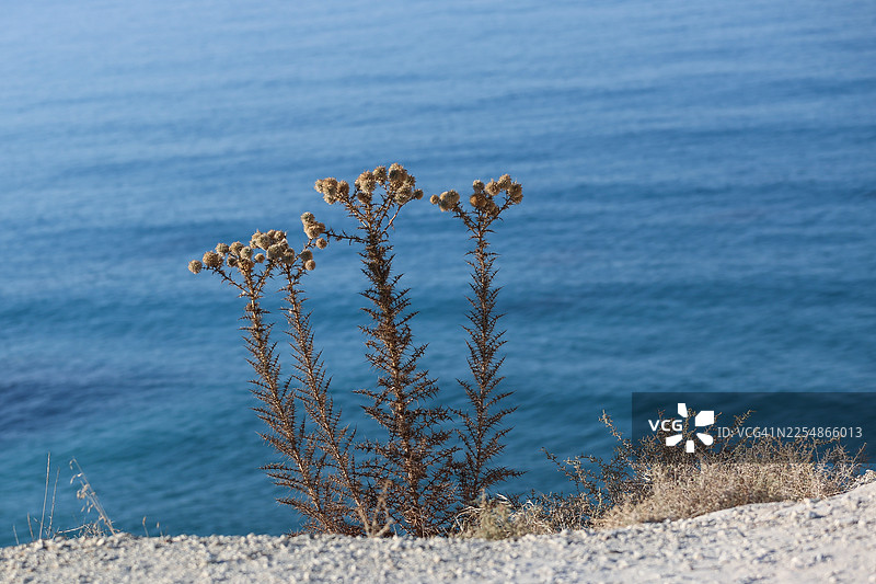 日出时分，蓟花剪影映衬着宁静的地中海图片素材