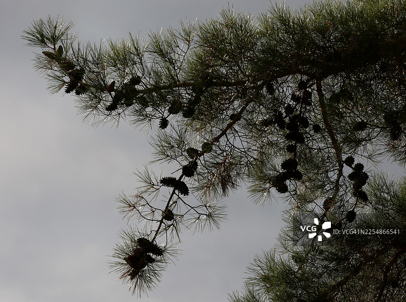 灰蒙蒙的多云天空背景下，挂着云杉球果的云杉树枝图片素材