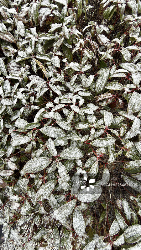 覆雪挂冰的荚蒾叶片图片素材