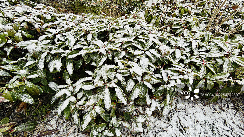 覆盖着雪和冰的荚蒾（David's Viburnum）灌木叶子图片素材