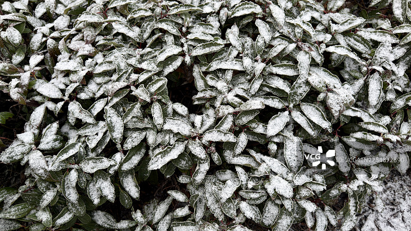 覆蓋着雪和冰的莢蒾'大衛'灌木的葉子图片素材