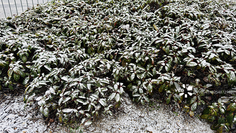 覆盖着雪和冰的荷兰铁线蕨灌木叶子图片素材