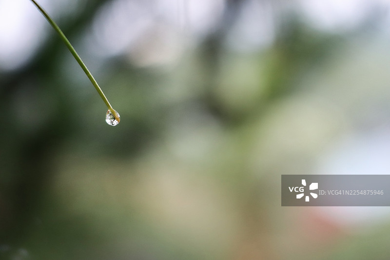 松树上的雨滴特写，背景是模糊的树木。图片素材