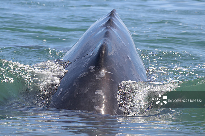 灰鲸背部隆起的特写图片素材