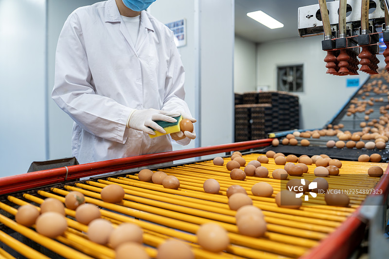 工人正在生产线上手动清洗新鲜鸡蛋图片素材
